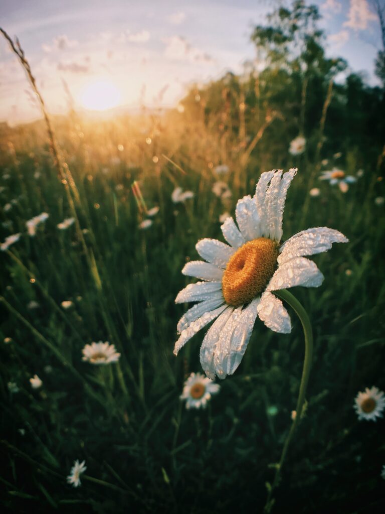 morning