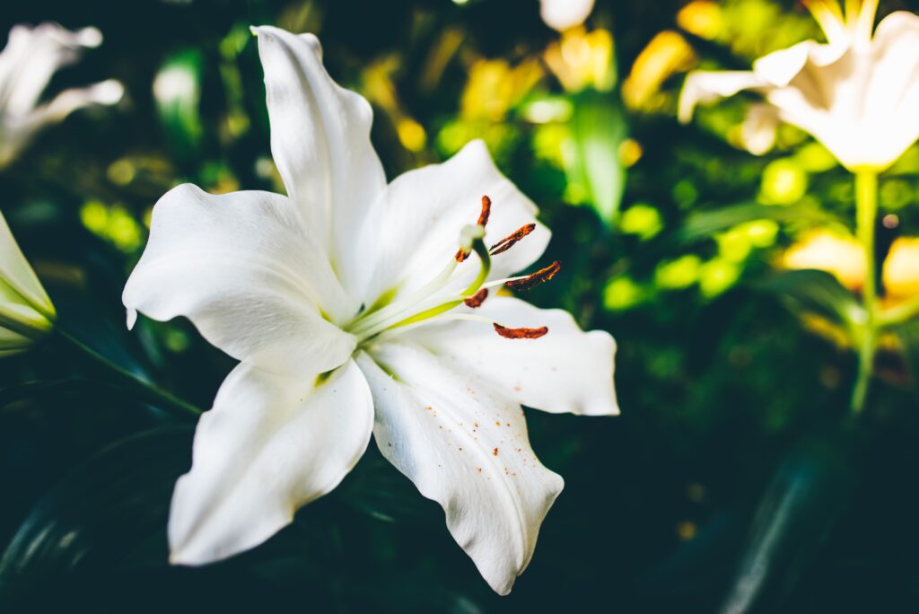 lily