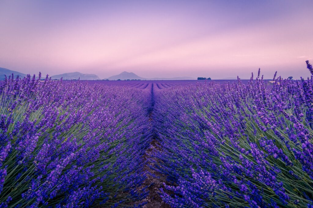 lavender