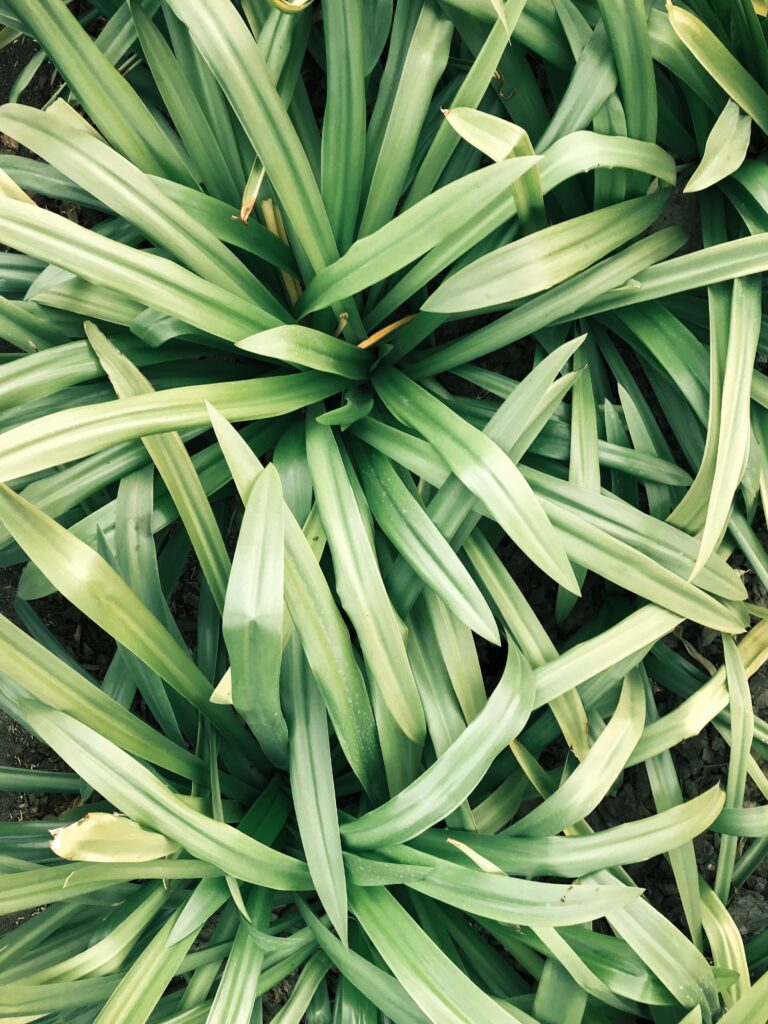 lemongrass