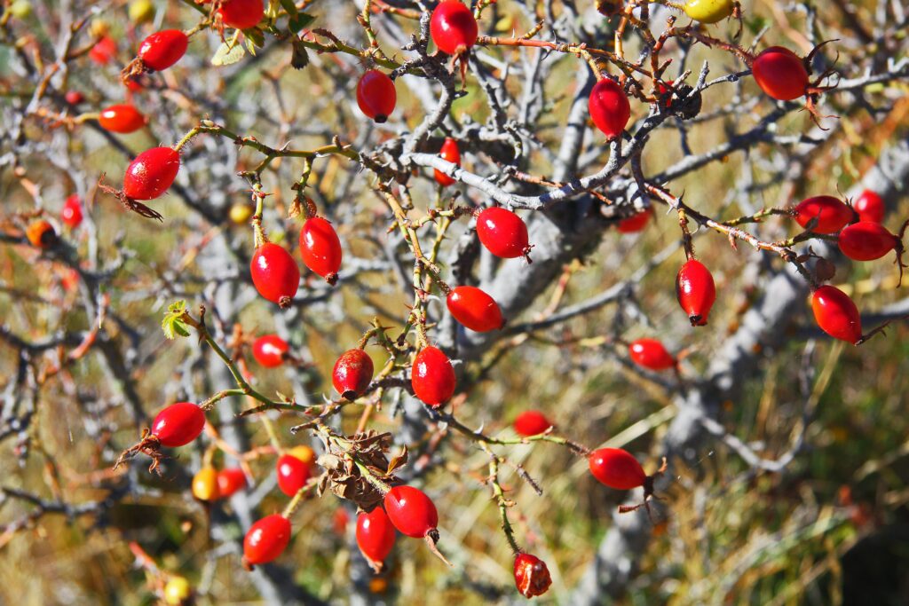 rosehip