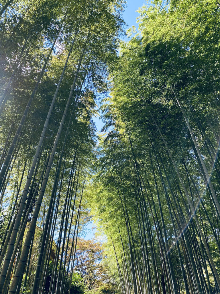 竹林の小径